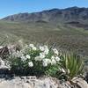 Blackfoot daisies and view of the Franklin Mountains