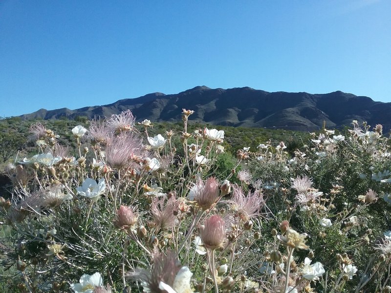 Apache plumes and Franklin Mountains