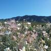 Apache plumes and Franklin Mountains