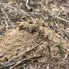 There's a whole lot of really cool ant hills in all this sand.