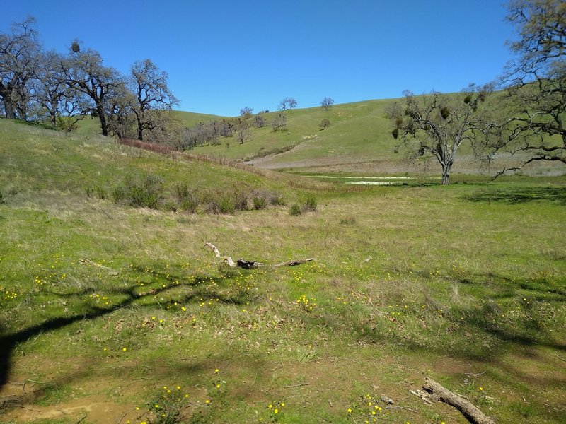 A small creek runs through this wide high creek valley, with a marshy area along the creek, at the Washburn/Canada de Pala trail junction.