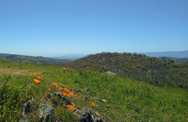 Bright orange California poppies and views south all the way to the Monterey Peninsula (left, far distance) from Mariposa Point at the end of Antler Point Trail.  The blue Santa Cruz Mountains are on the right in the distance.