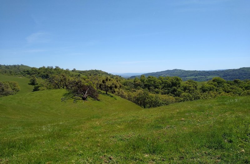 Awesome views of the far away wooded, coastal hills and nearer wooded and grass hills of Joseph D. Grant County Park, from high on Halls Valley Trail.