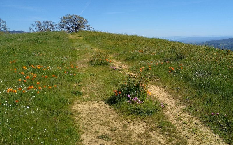 Spring wildflowers and green grass hills high on Washburn Trail.  The blue Santa Cruz Mountains to the southwest, can be seen in the distance on the right.