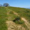 Spring wildflowers and green grass hills high on Washburn Trail.  The blue Santa Cruz Mountains to the southwest, can be seen in the distance on the right.