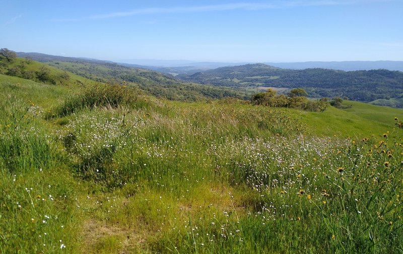 Amid wildflowers, views of Monterey Peninsula (center left, very far distance). In front of it is Anderson Lake in Santa Clara Valley below these Diablo Range hills, Santa Cruz Mountains, and San Felipe Creek Valley and its west ridge (right distance).