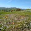 Orange California poppies and other wildflowers on this high ridge in the grass and wooded hills of the Diablo Range.