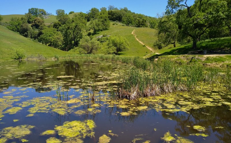 Bass Lake with its lily pads and grasses, is visited by Bass Lake Trail and Loop Trail.