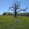 Spring wildflowers and a tree silhouetted against the clear blue sky, amidst the grass and wooded hills.