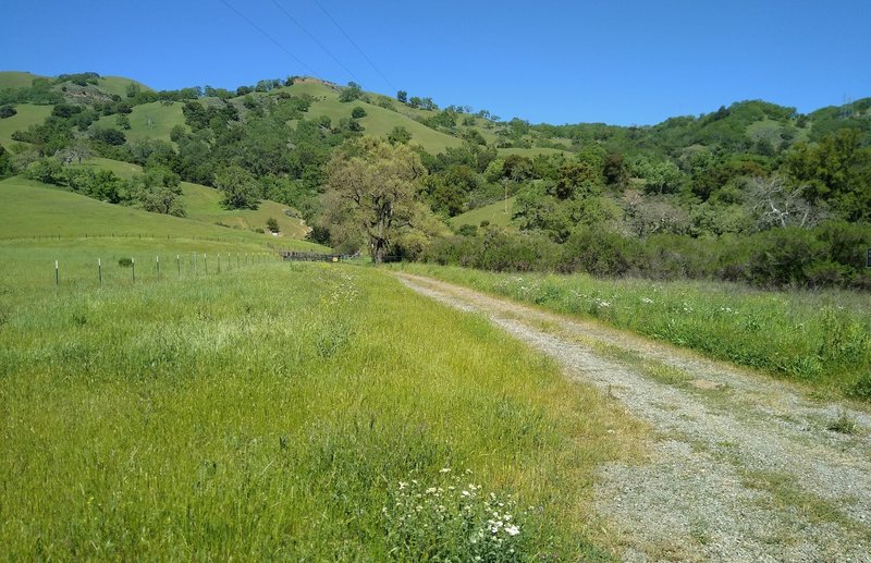 Corral Trail disappears into the spring green, tree studded hills in Joseph D. Grant County Park.