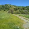 Corral Trail disappears into the spring green, tree studded hills in Joseph D. Grant County Park.