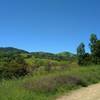 Just a pretty place of spring green grass and wooded hills, and wildflowers - purple smooth vetch, along Hotel Trail.