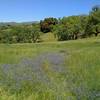 Spring green grass and wooded hills, and wildflowers along Hotel Trail.