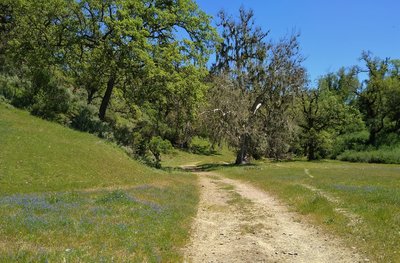 Amid the wildflowers, Hotel Trail enters a pretty, thinly wooded section deep in Joseph D. Grant County Park.