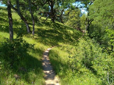 Hike through beautiful, sunlit woods along Loop Trail.