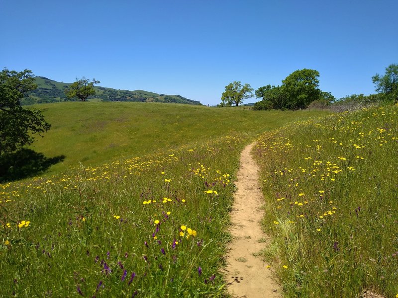 Spring wildflowers - purple smooth vetch and pretty yellow flowers, in the grass hills of Loop Trail.