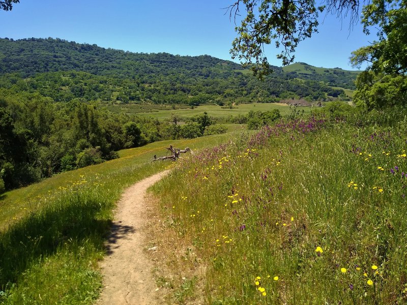 Approaching the San Felipe Creek Valley on Loop Trail amid the grass hills and spring wildflowers.
