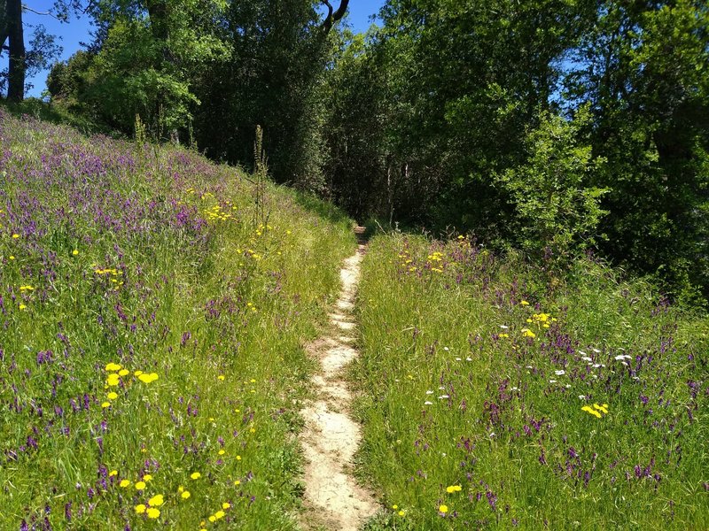 A short, wildflower covered, grassy stretch of the wooded McCreery Lake Trail.