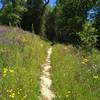 A short, wildflower covered, grassy stretch of the wooded McCreery Lake Trail.