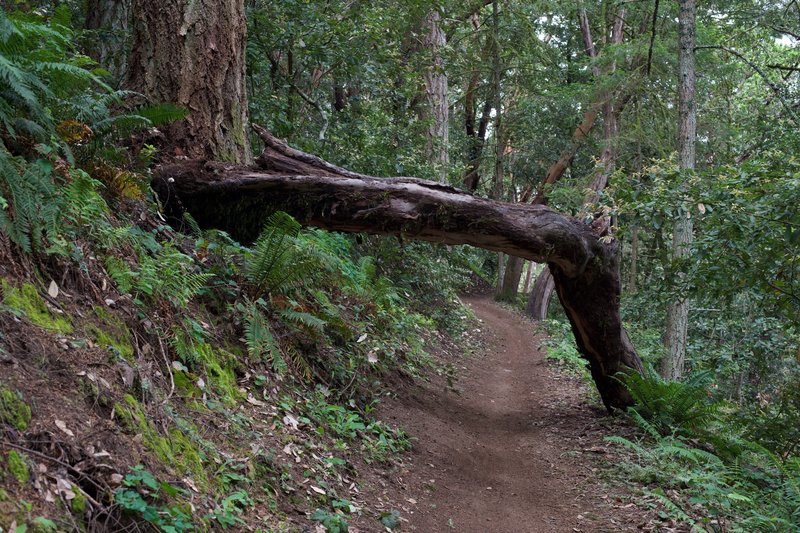 The Sierra Morena Trail passes under a tree that has fallen over the trail. Watch your head if you're riding a bike!
