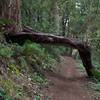 The Sierra Morena Trail passes under a tree that has fallen over the trail. Watch your head if you're riding a bike!