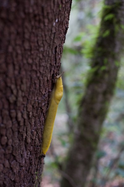 As you hike along the El Corte de Madera Creek Trail, be on the lookout for creatures great and small.  Here, a banana slug slowly makes his way up the tree.