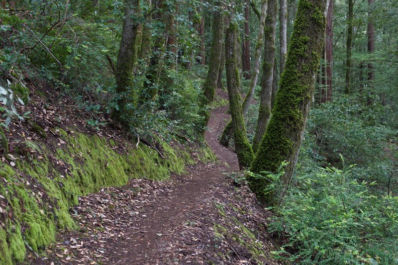 The El Corte Madera Creek Trail rolls through a valley full of moss, ferns, and giant redwood trees. It's a vibrant environment, with flowers blooming in the spring as well.