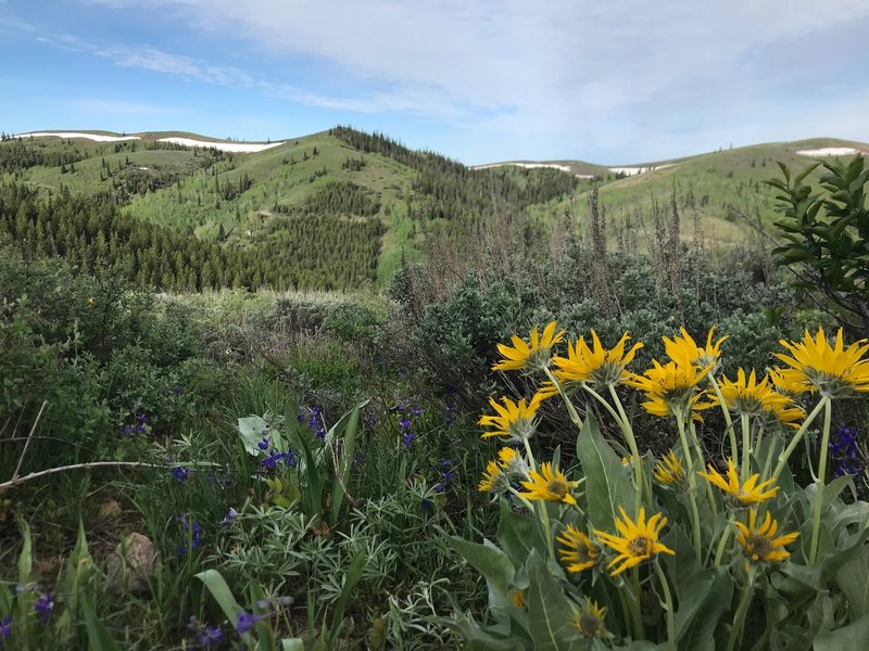 A nice view from the Cotton Ridge Trail.