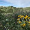 A nice view from the Cotton Ridge Trail.