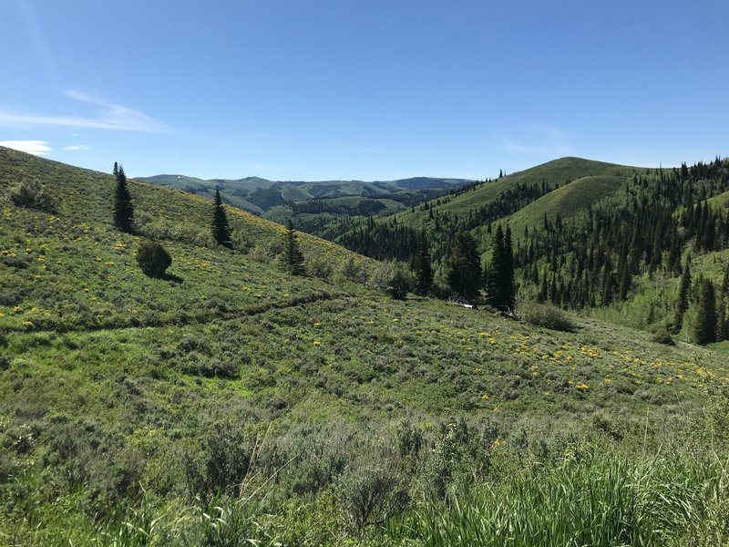 A look at the final climb out of Trail Canyon, with a view of the wonderful greenery of spring