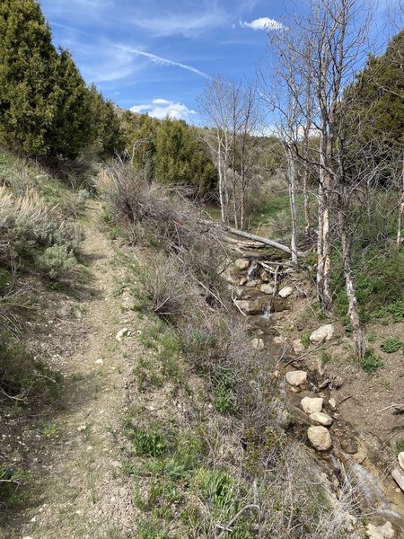 Quaking Aspen Creek