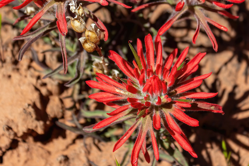 Desert paintbrush