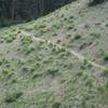 Mule Ears bloom along the trail as it skirts the hillside in early June.