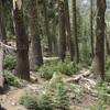 The trail drops steeply from the parking lots through a forest of fir and pine trees.