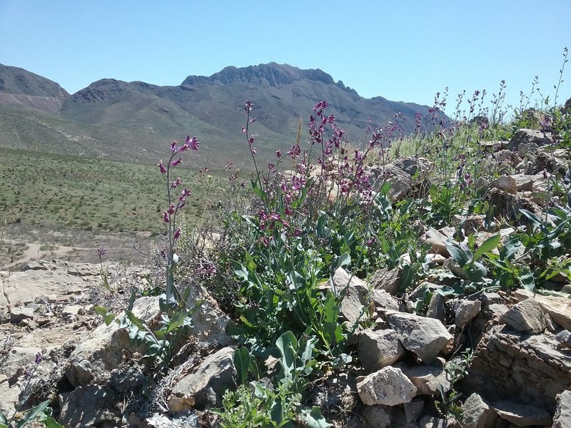 View of South Franklin Peak and Jewel Flowers