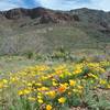 View of Mundy's Gap and Mexican Poppies