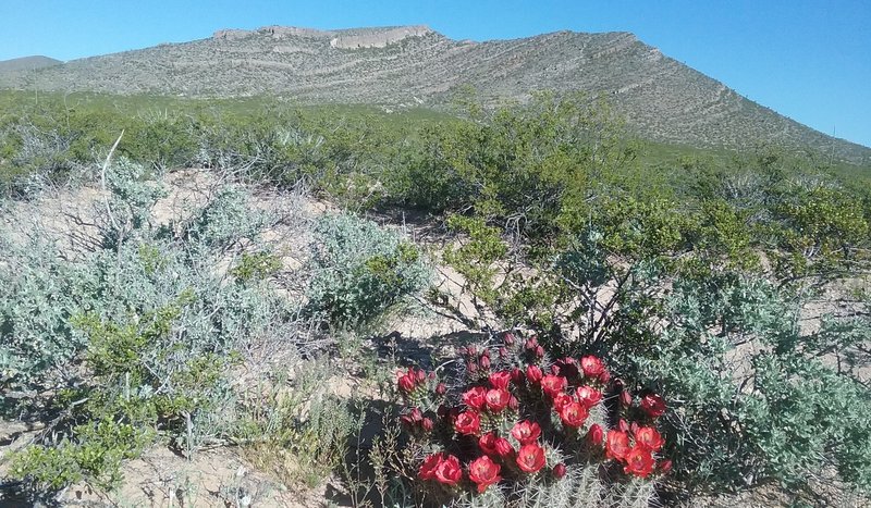 View of North Anthony's Nose.