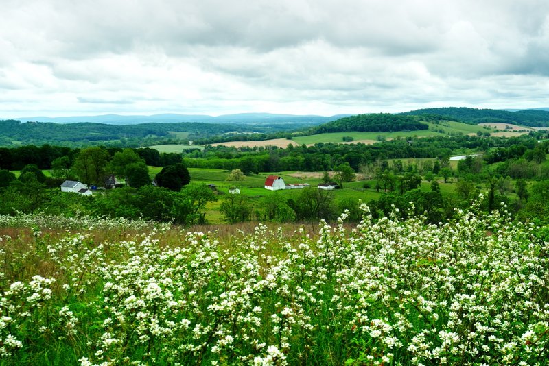 Lots of blackberry bushes in bloom