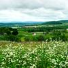 Lots of blackberry bushes in bloom