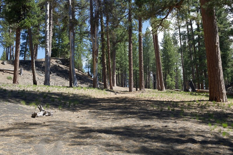 The trail departs the upper side of the parking lot and begins to climb into the forest. The trail is volcanic sand and depending on the area, it can be compact and easy to walk on or loose and like walking on the beach.