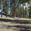 The trail departs the upper side of the parking lot and begins to climb into the forest. The trail is volcanic sand and depending on the area, it can be compact and easy to walk on or loose and like walking on the beach.