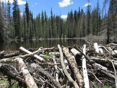 Lots of work by the beavers to maintain this dam (one of two on this pond).