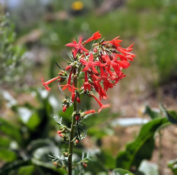 Scarlet gilia wildflower