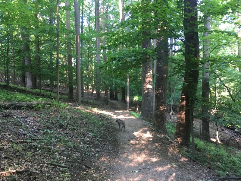 Typical section of the Copperhead Run Trail.