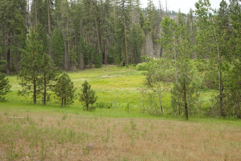 Hodgdon Meadow sits off to the right side of the trail as you follow the Big Oak Flat Road into the forest.