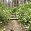 Deer Brush encroaches on the trail, so thick that in some places you have to push through it or bushwhack.  You can also see how there are downed trees and limbs, so watch where you step!