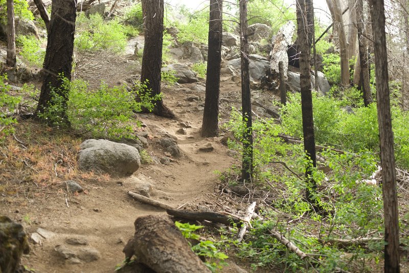 The trail breaks off to the left and climbs up the hillside so that you can get closer to the falls and have a better chance at getting to the top of the falls.