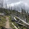 Walking through burned trees along Fourth of July Creek.