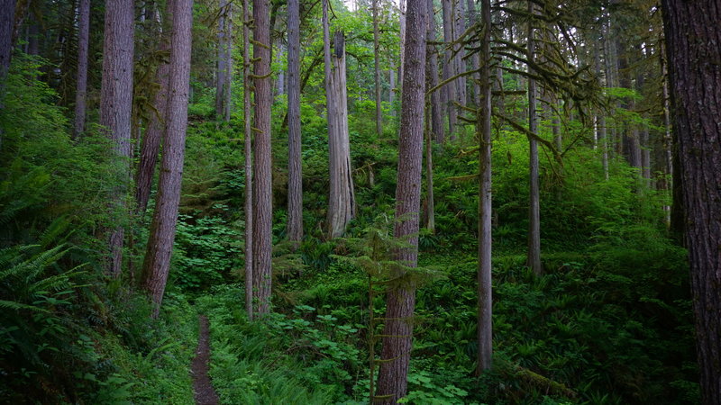 The forests along Baker Lake.