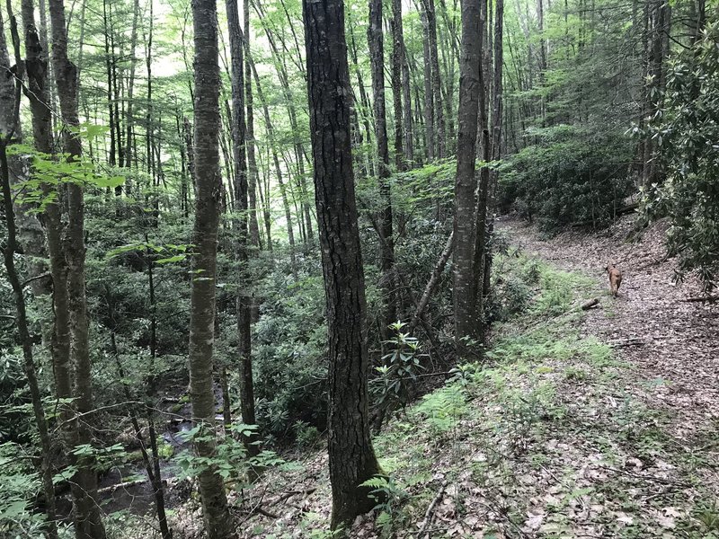 Looking westbound on trail near confluence with Laurel Fork.